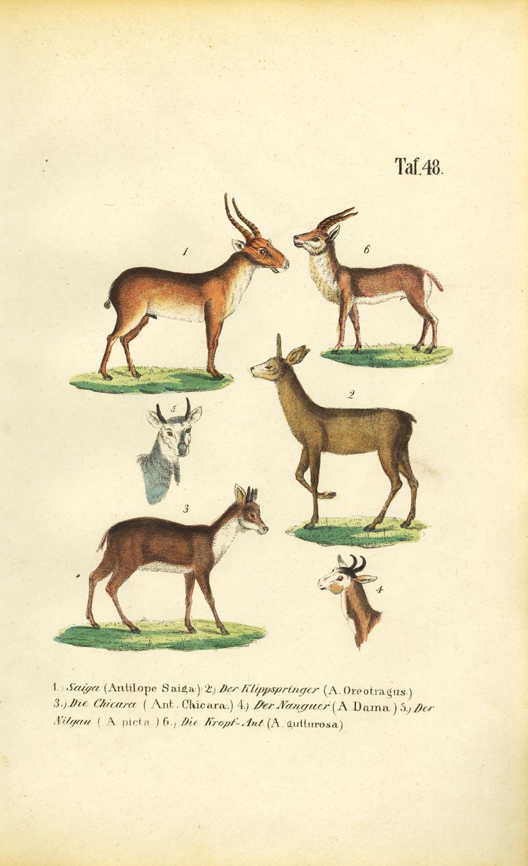 Ulike antilopearter av J. W. Tenhaeff