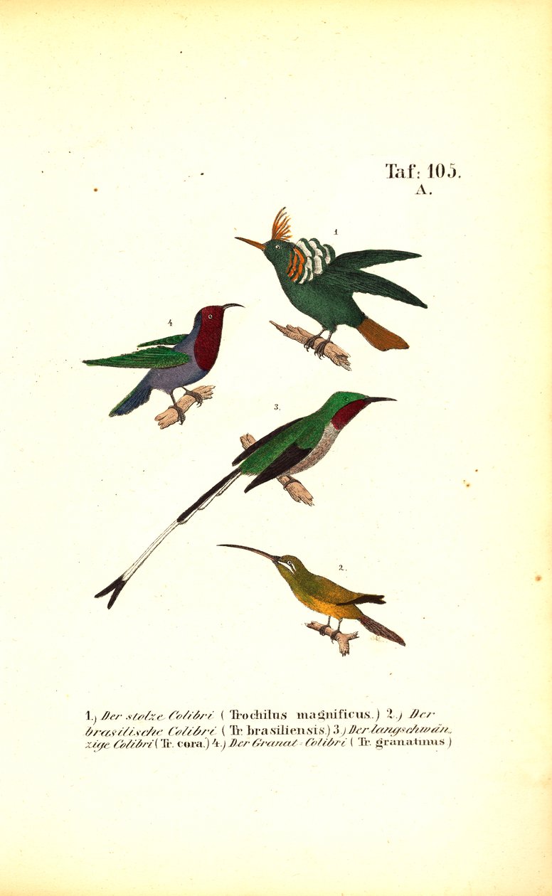 Ulike kolibriarter av J. W. Tenhaeff