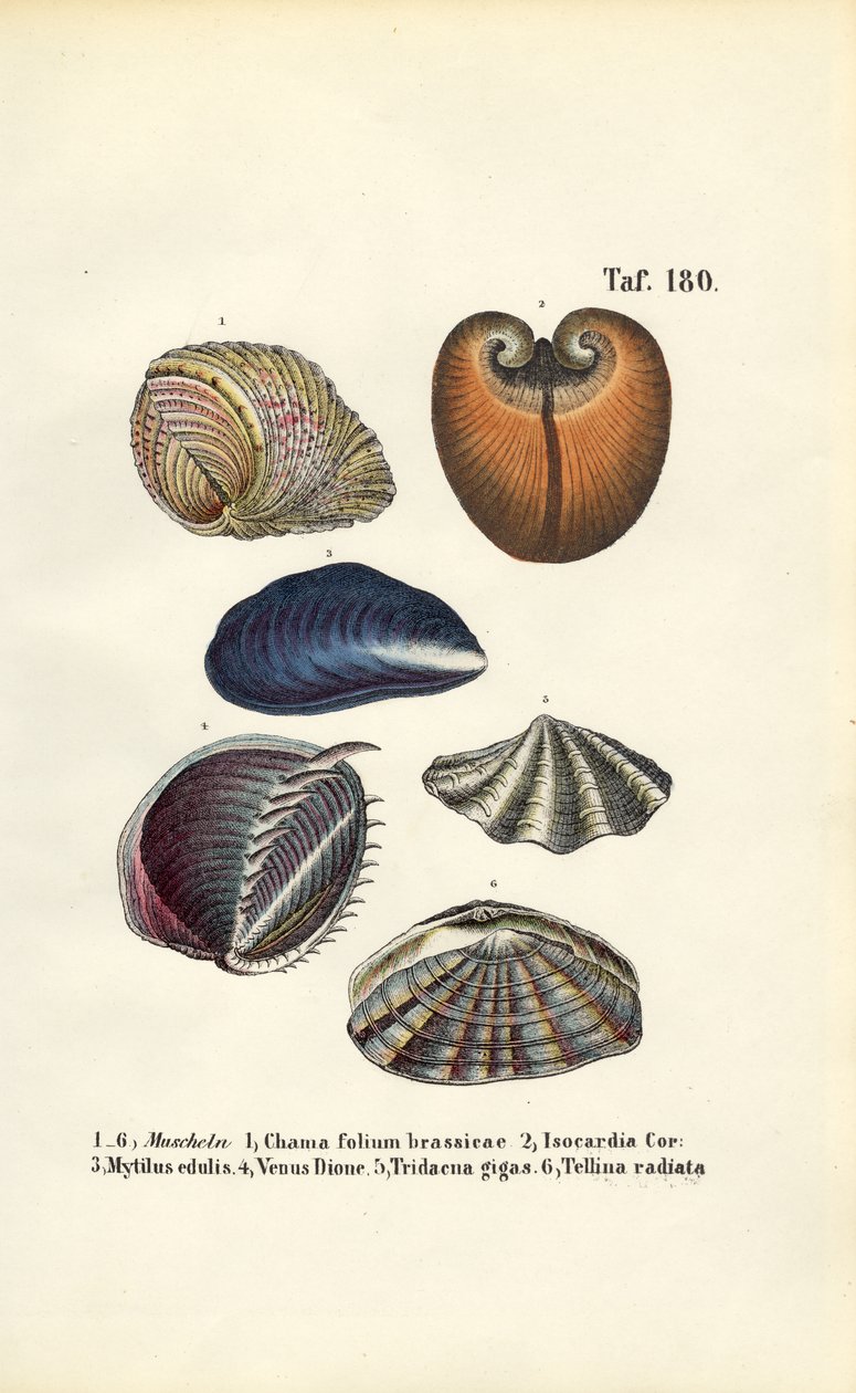 Ulike marine muslinger av J. W. Tenhaeff