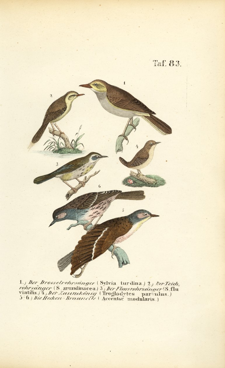 Ulike rørsangere og dunnocks av J. W. Tenhaeff