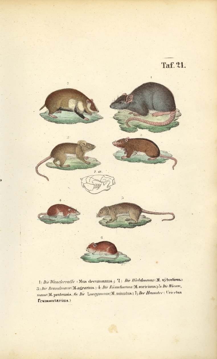 Ulike arter av muridae av J. W. Tenhaeff