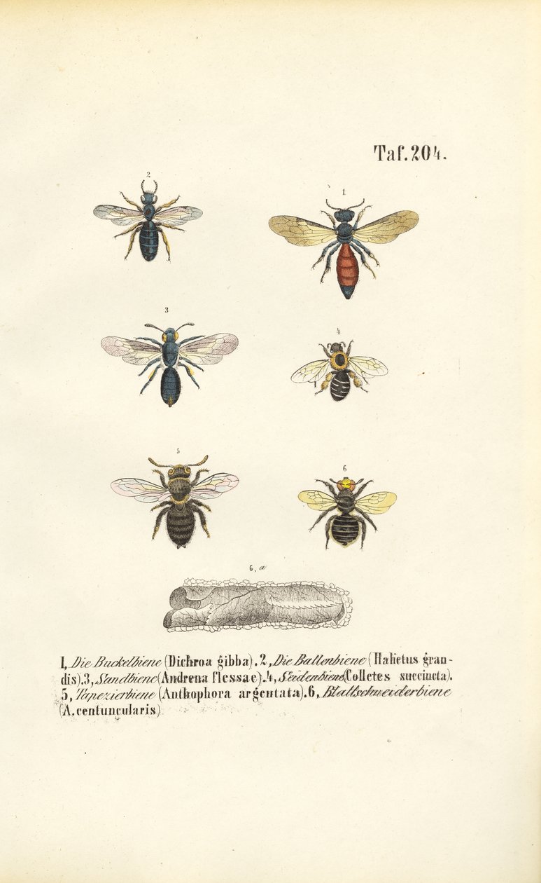 Ulike ville biearter i Sentral-Europa av J. W. Tenhaeff