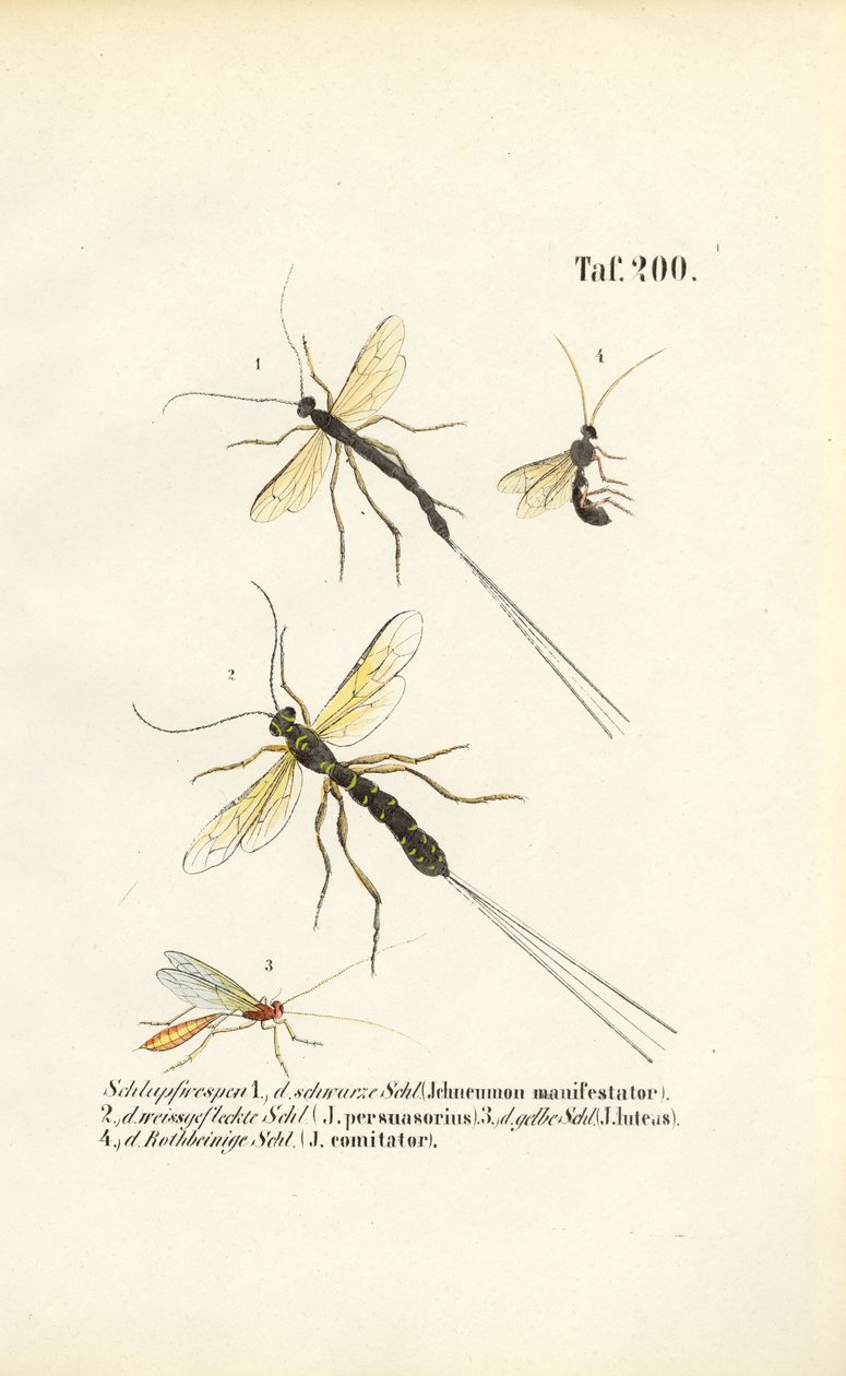 Ulike arter av ichneumonveps av J. W. Tenhaeff