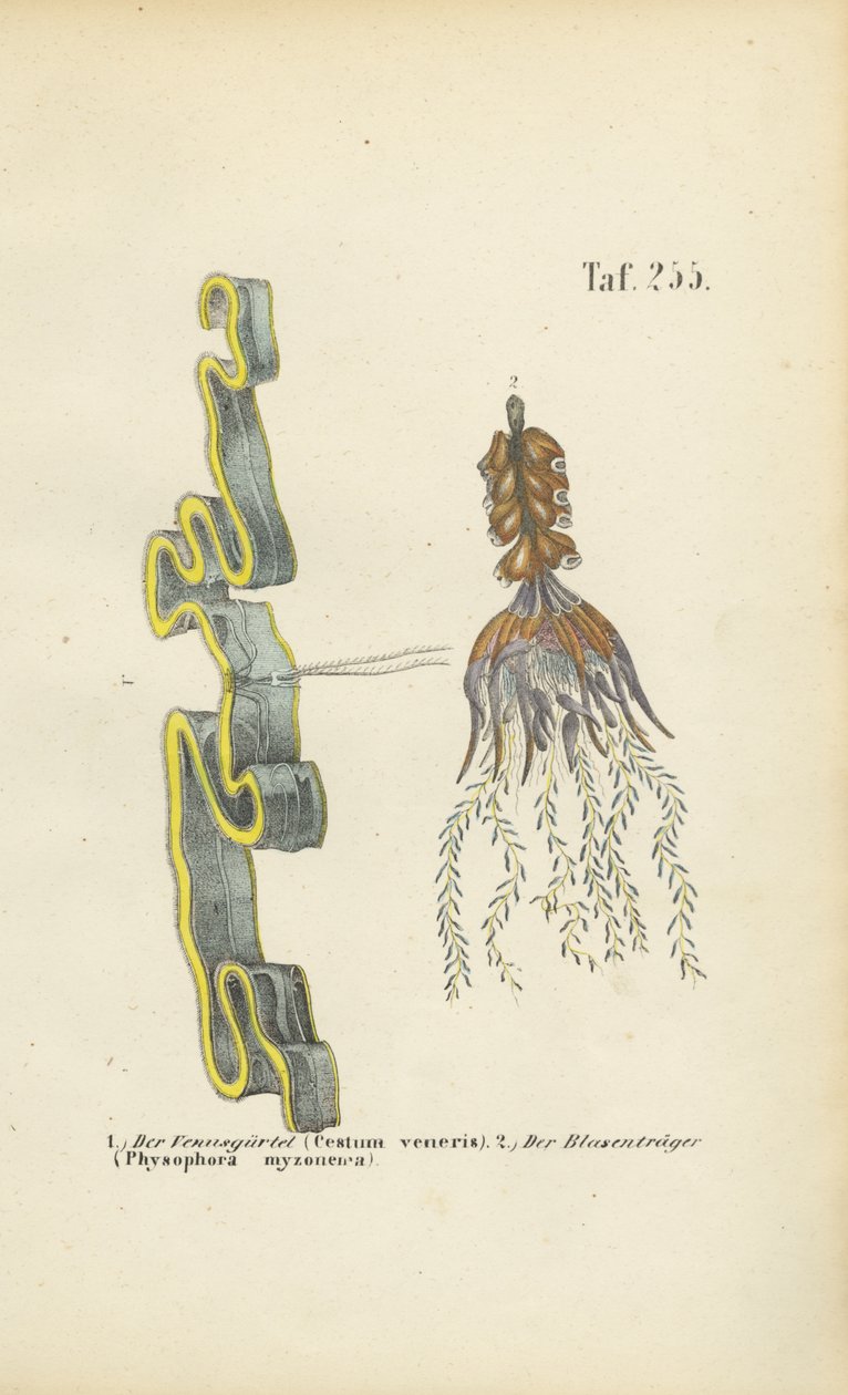 Venusbelte og blæreurt av J. W. Tenhaeff