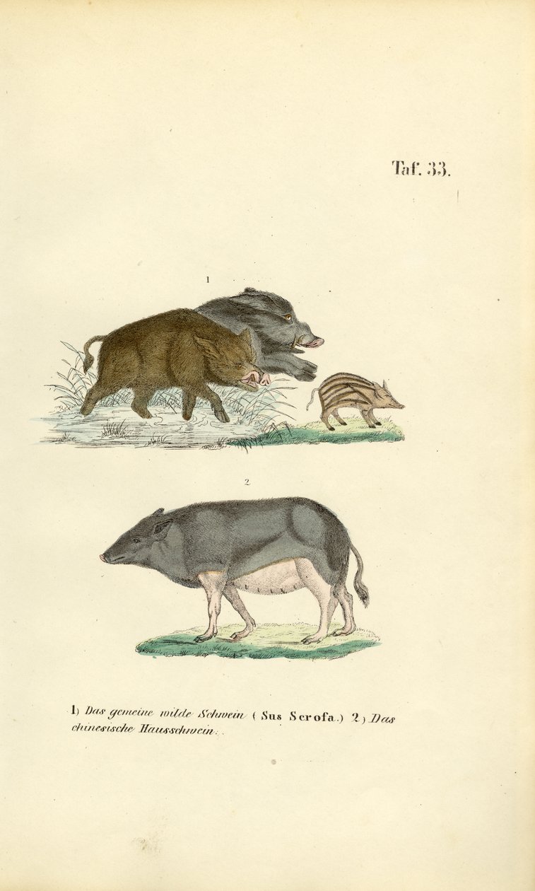 Villsvin og tamgris av J. W. Tenhaeff