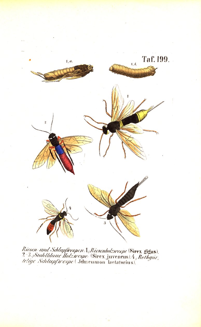Treveps og ichneumonveps av J. W. Tenhaeff