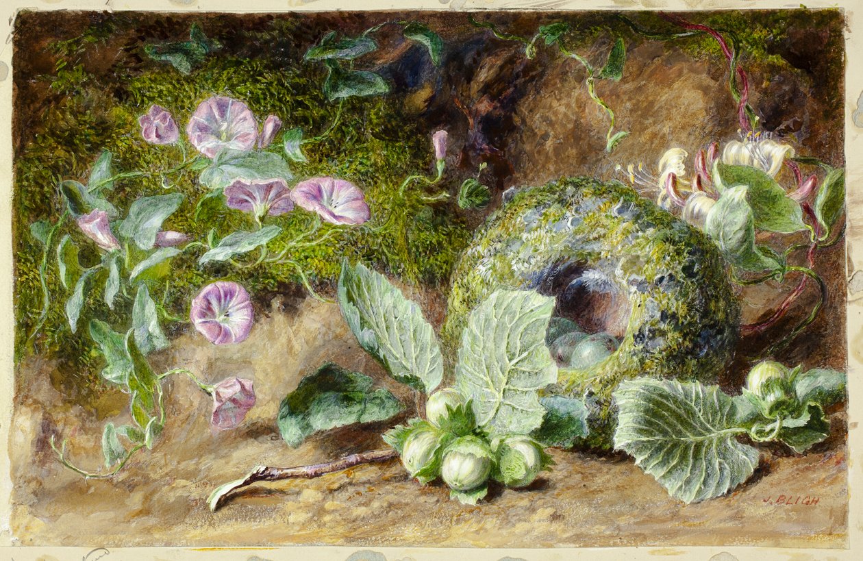 Convobuli og Nest av Jabez Bligh