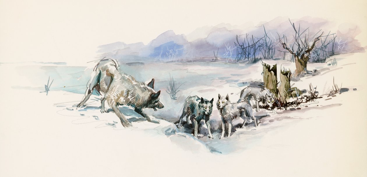 Ulveflokk, fra Call of Wild, eventyrroman av Jack London (1876-1916), tegning av Jack London