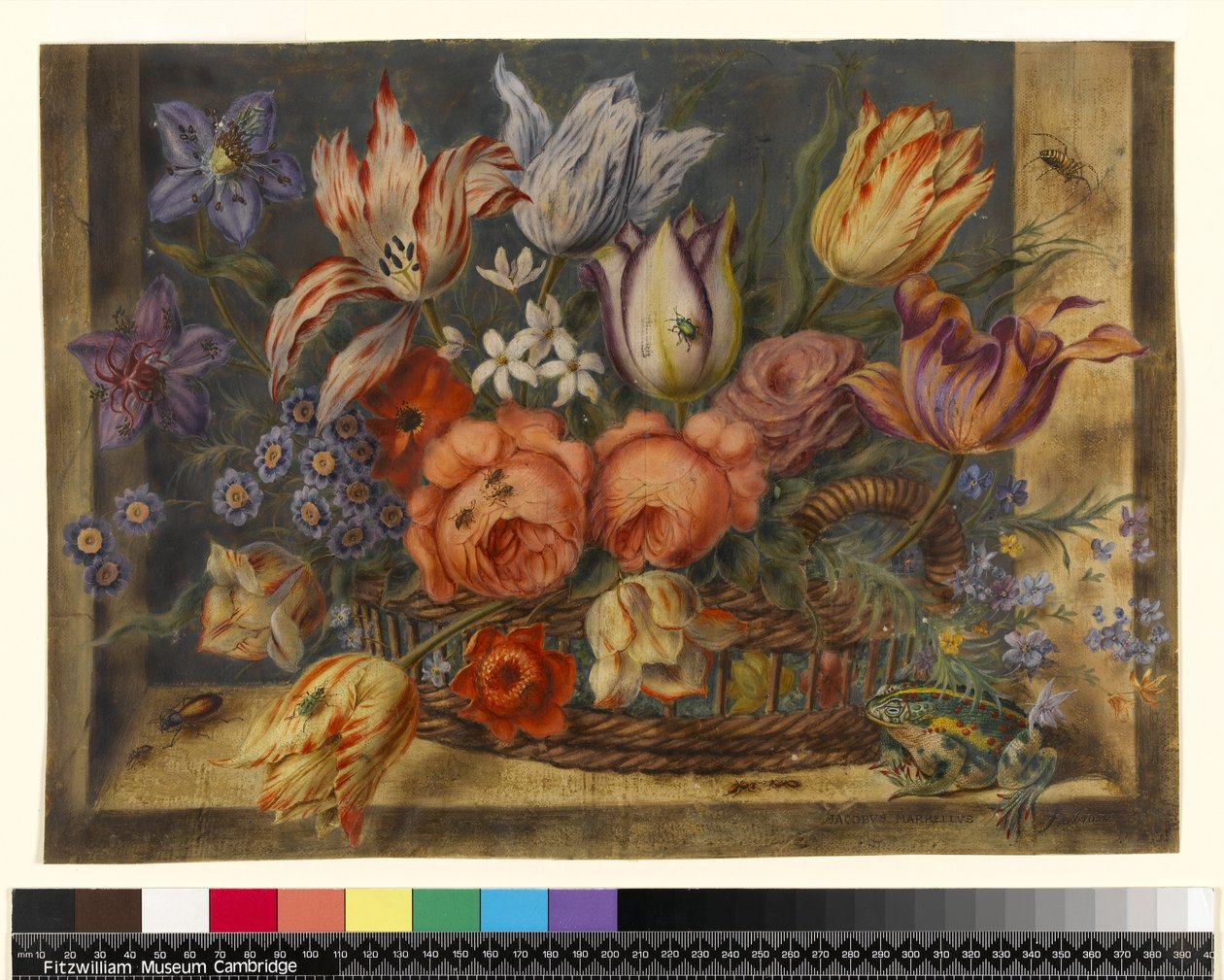 PD.796-1973 Blomster i en kurv med frosker og insekter, 1634 (wc og gouache på vellum) av Jacob Marrel