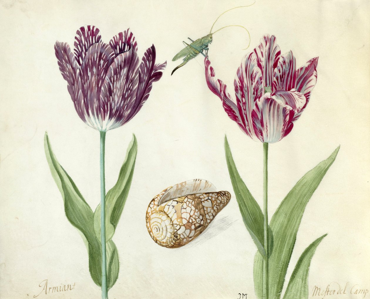 To tulipaner, et skall og en gresshoppe, 1637-45 (pensel på pergament) av Jacob Marrel