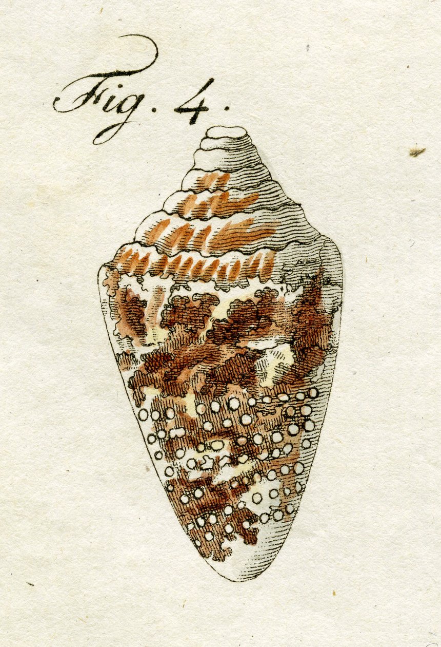 Illustrasjon av Conus Ammiralis, 1790 (håndfarget gravering) av Jacob Xavier Schmuzer