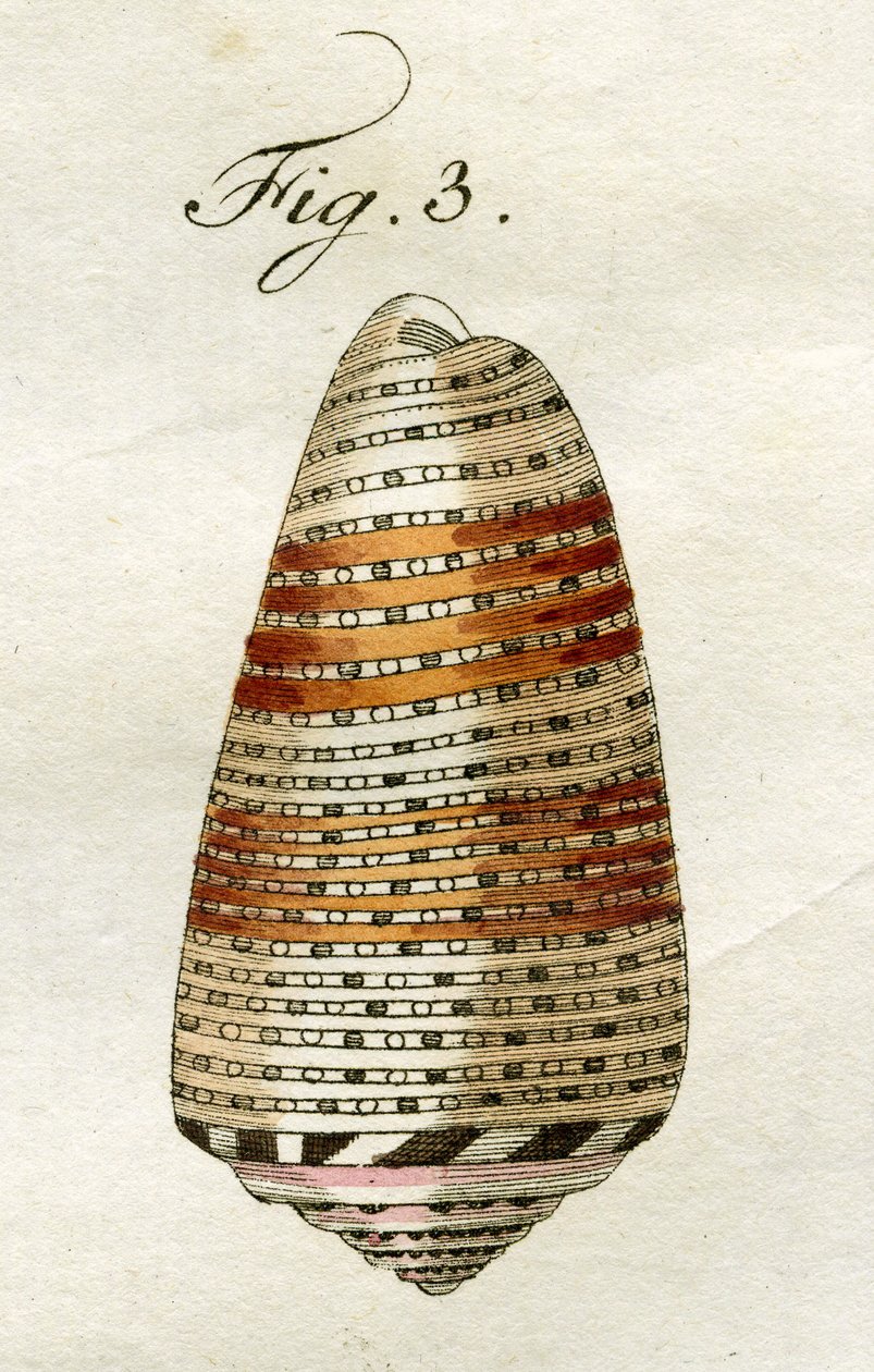 Illustrasjon av Conus Ammiralis (underart Arausiacus), 1790 (håndfarget gravering) av Jacob Xavier Schmuzer