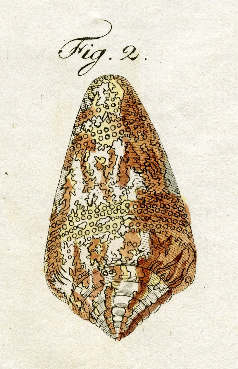 Illustrasjon av Conus Ammiralis (underart Cedonulli), 1790 (håndfarget gravering) av Jacob Xavier Schmuzer