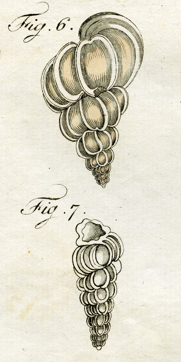 Illustrasjon av Turbo Scalaris, 1790 (håndfarget gravering) av Jacob Xavier Schmuzer