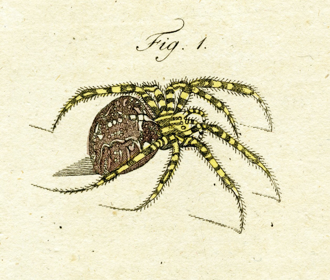 Illustrasjon av en edderkopp, 1790 (håndfarget gravering) av Jacob Xavier Schmuzer