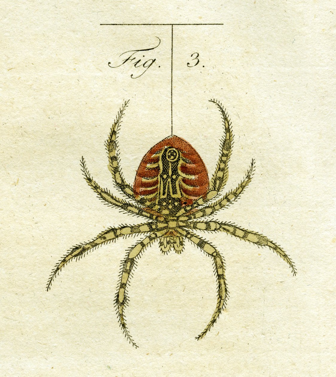 Illustrasjon av en edderkopp, 1790 (håndfarget gravering) av Jacob Xavier Schmuzer