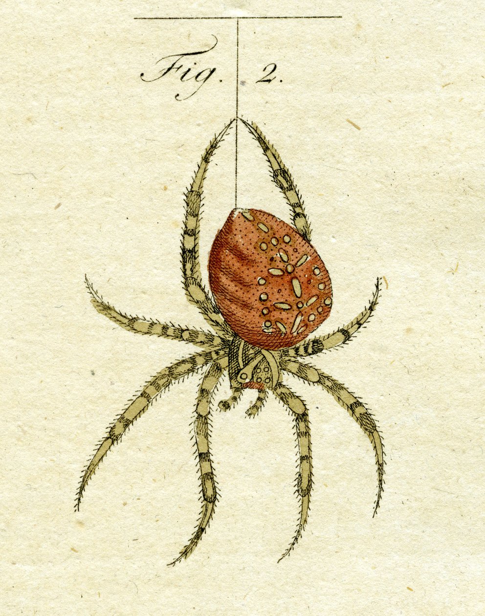Illustrasjon av en edderkopp, 1790 (håndfarget gravering) av Jacob Xavier Schmuzer