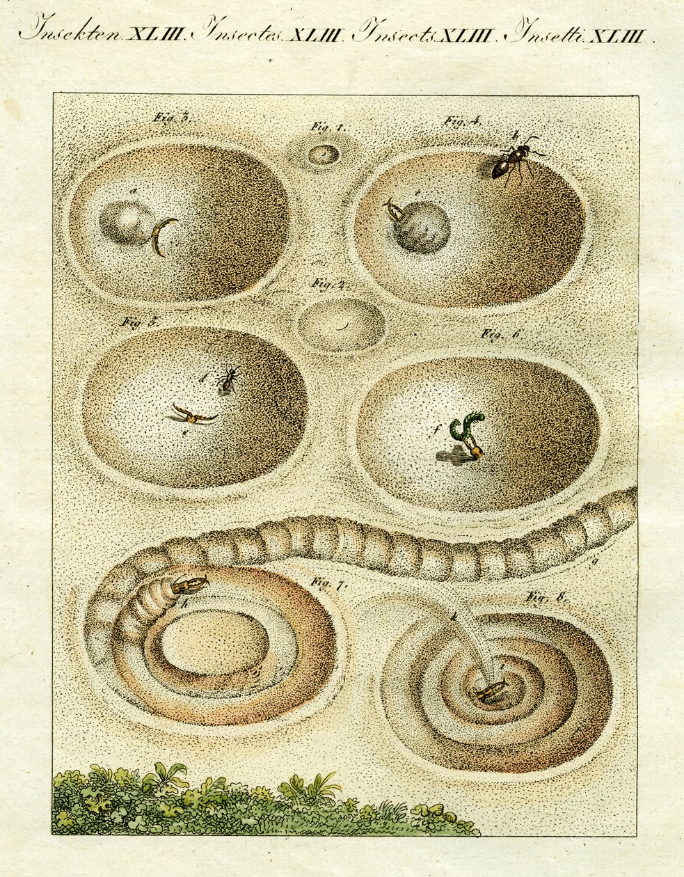 Illustrasjon av en maurløve som fanger sitt bytte, 1790 (håndfarget gravering) av Jacob Xavier Schmuzer