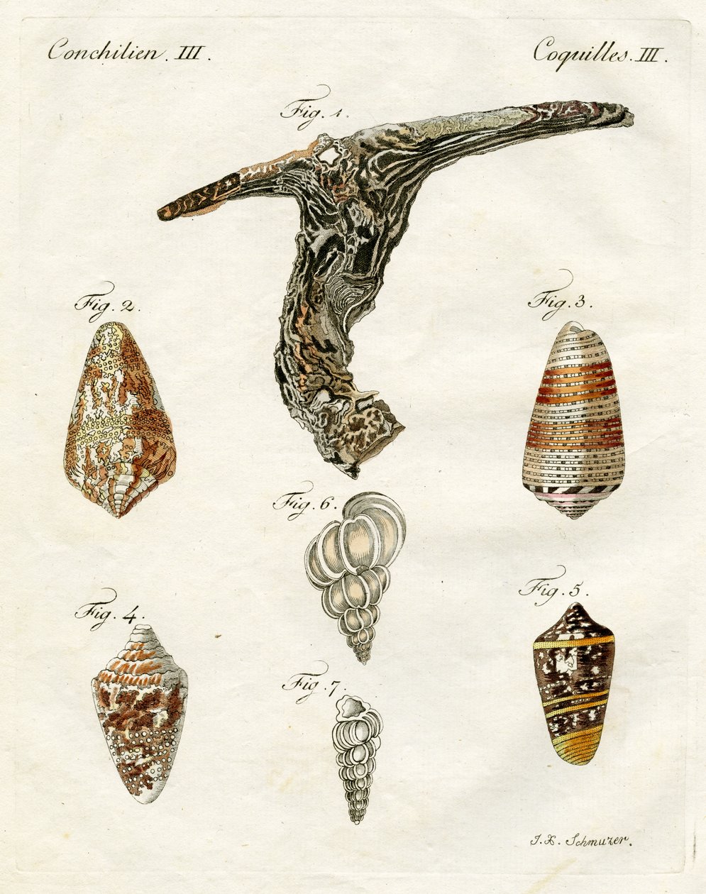 Illustrasjon av skjell, 1790 (håndfarget gravering) av Jacob Xavier Schmuzer
