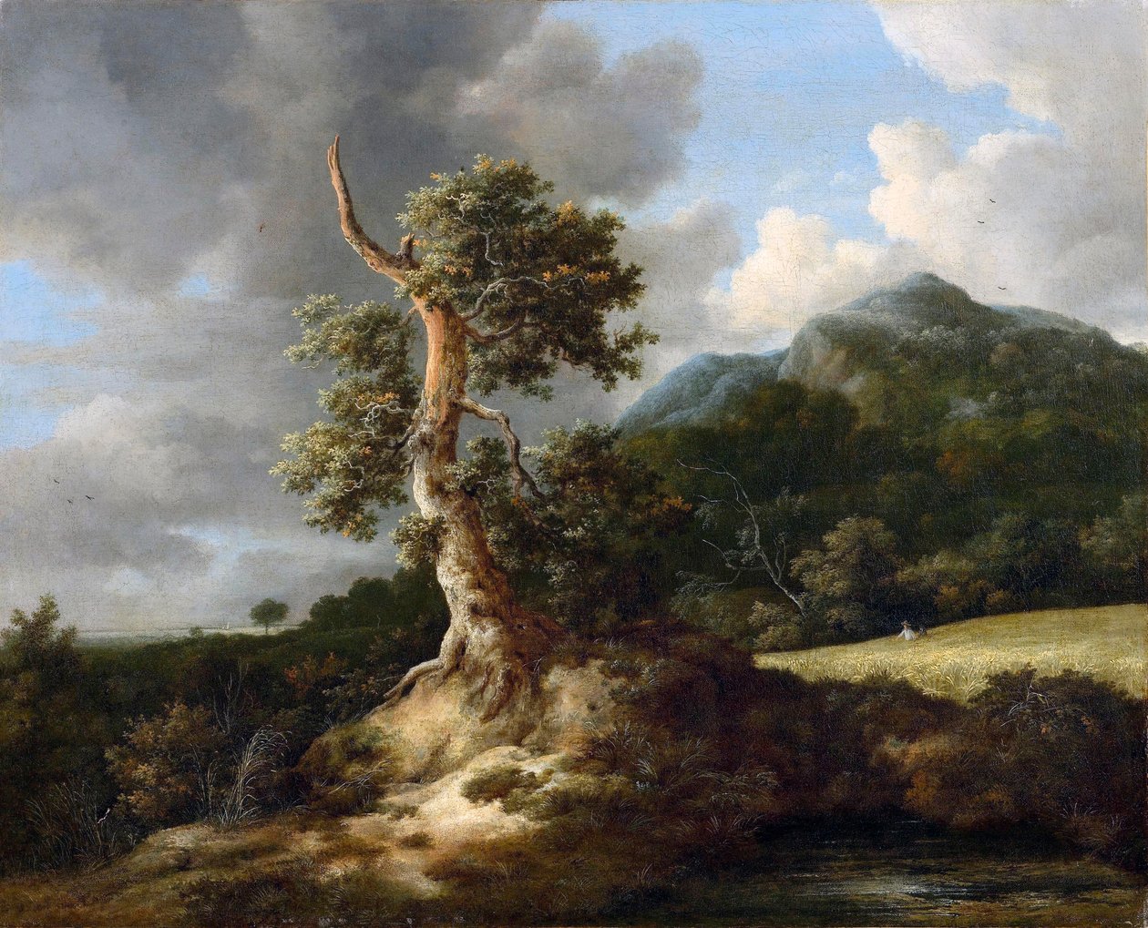 Fjelllandskap med knudrete eik foran en kornåker av Jacob van Ruisdael