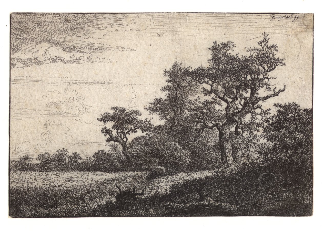 Etsing av tre og kornåker av Jacob van Ruisdael