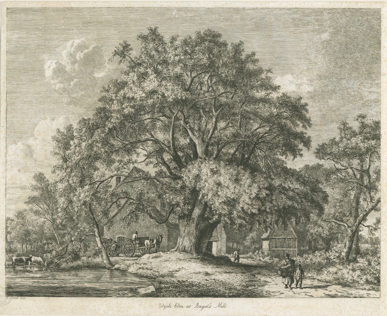 Blithfield - Wych Elm: etsning, 1825 av Jacob George Strutt