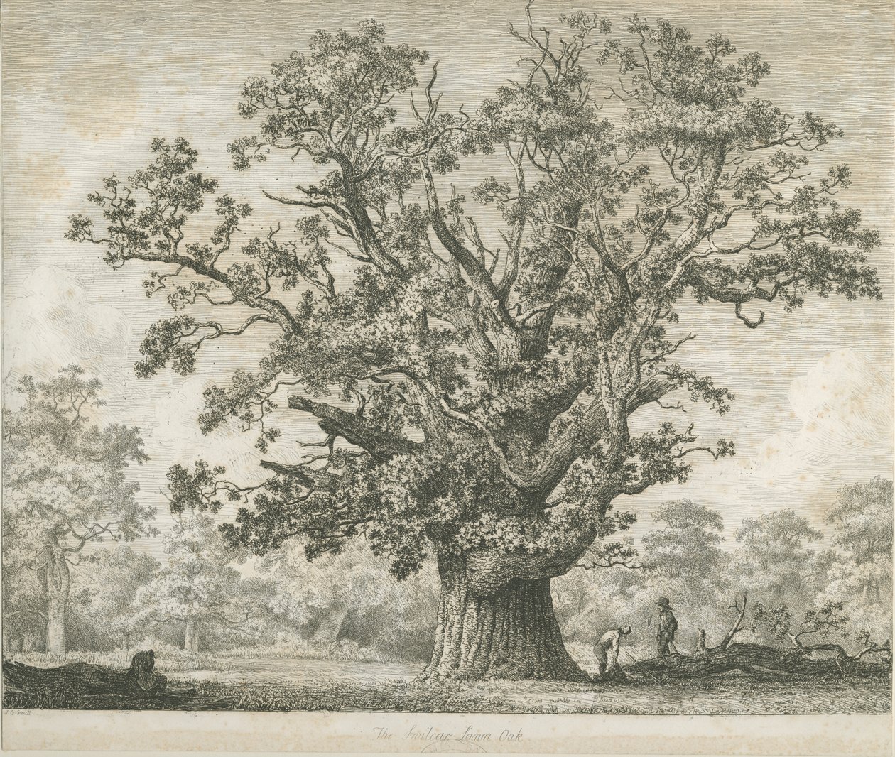 Needwood - Swilcar Oak: etsning, nd [c 1820-1850] av Jacob George Strutt