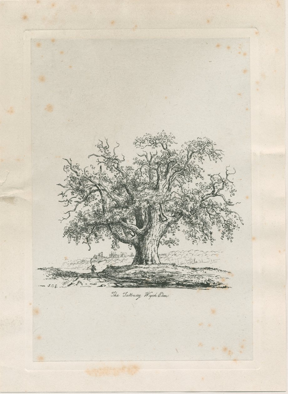 Tutbury - "Wych Elm": gravering, nd [c 1820] av Jacob George Strutt