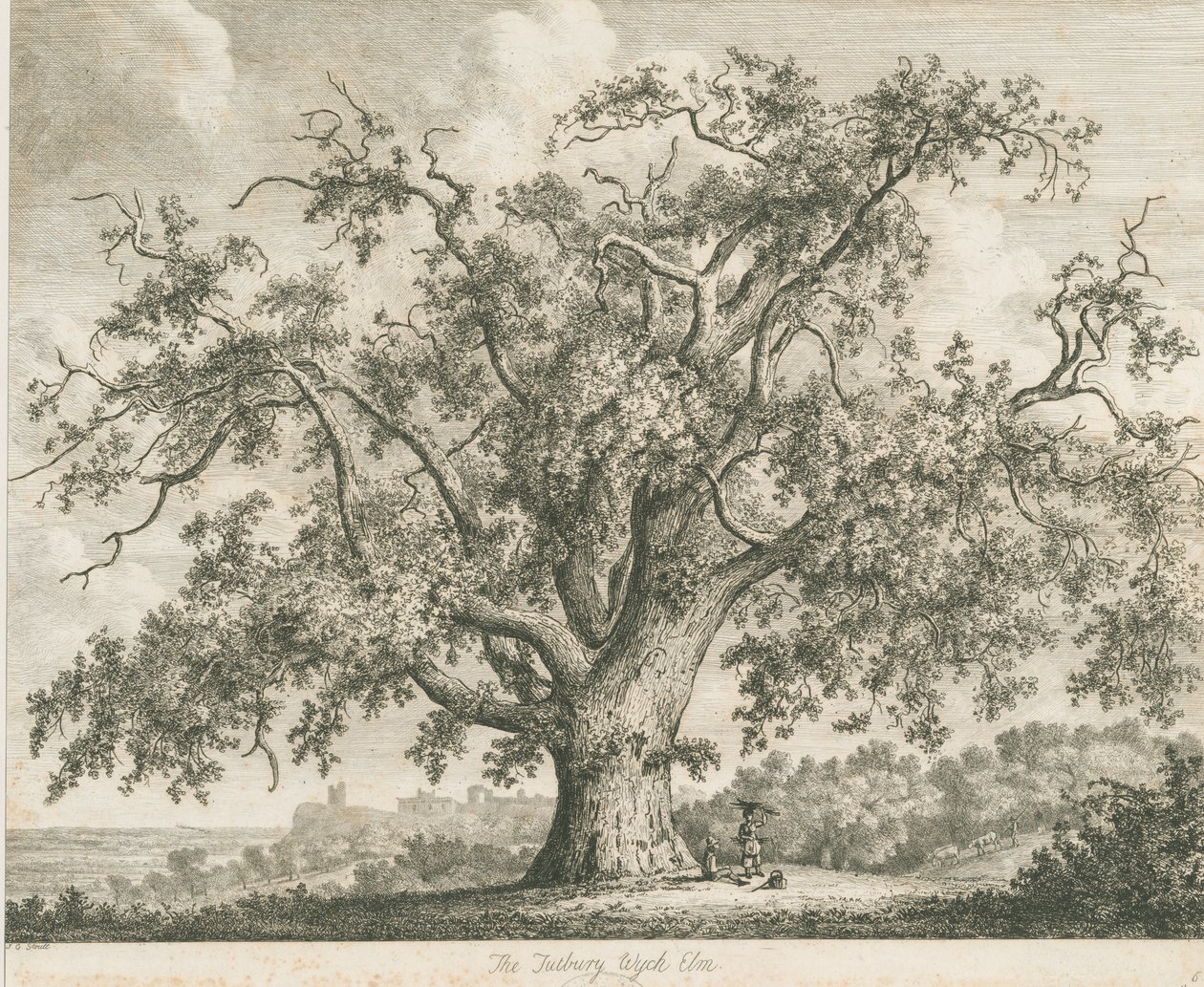 Tutbury - "Wych Elm": etsning, nd [c 1820] av Jacob George Strutt