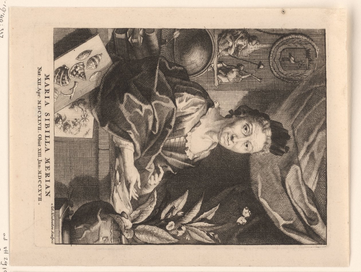 Portrett av Maria Sibylla Merian Maria Sibylla Merian (tittel på objekt) av Jacob Houbraken