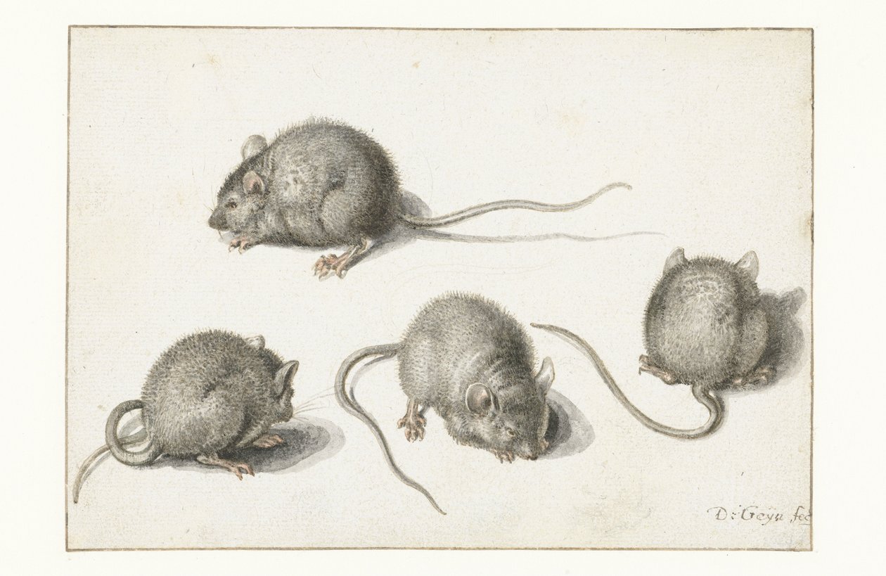 Fire studier av en syk mus av Jacob II de Gheyn