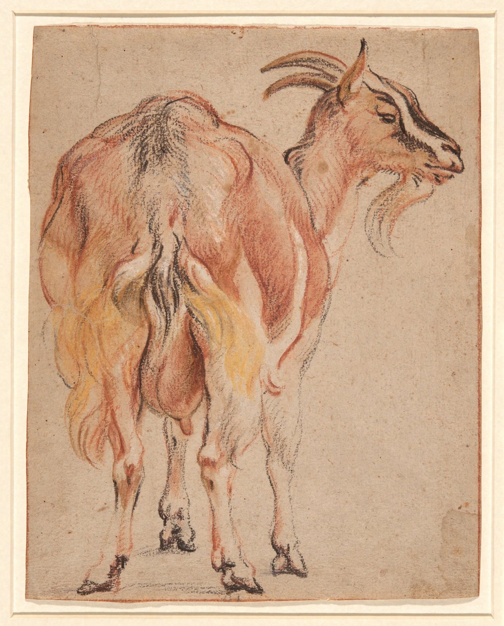 Geit, ca. 1657 (kritt og vask forhøyet med hvitt) av Jacob Jordaens
