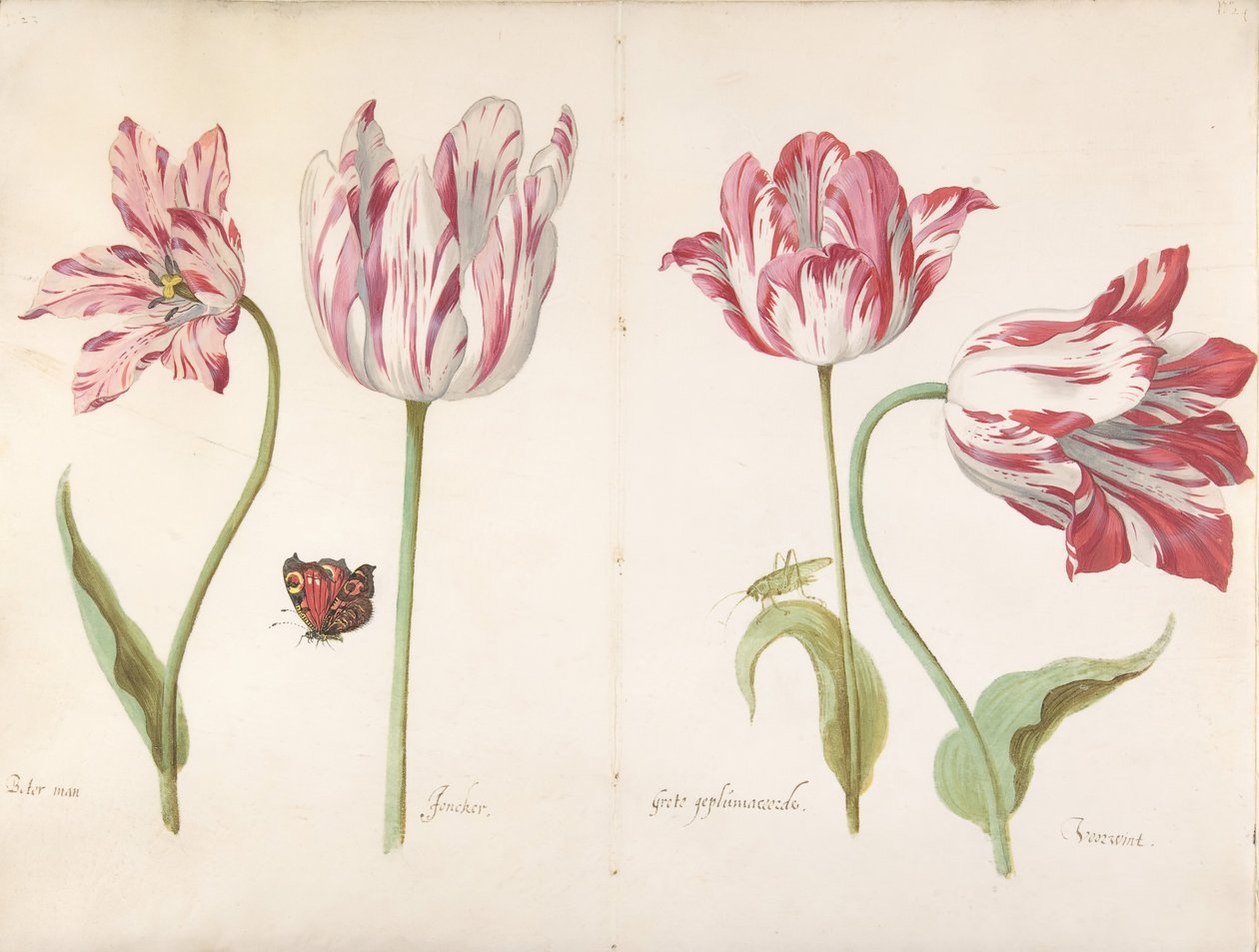 Fire tulipaner: Butter Man Butter Man, Joncker Adelsmann, Stor Plumaceous..., ca. 1635-45. av Jacob Marrel