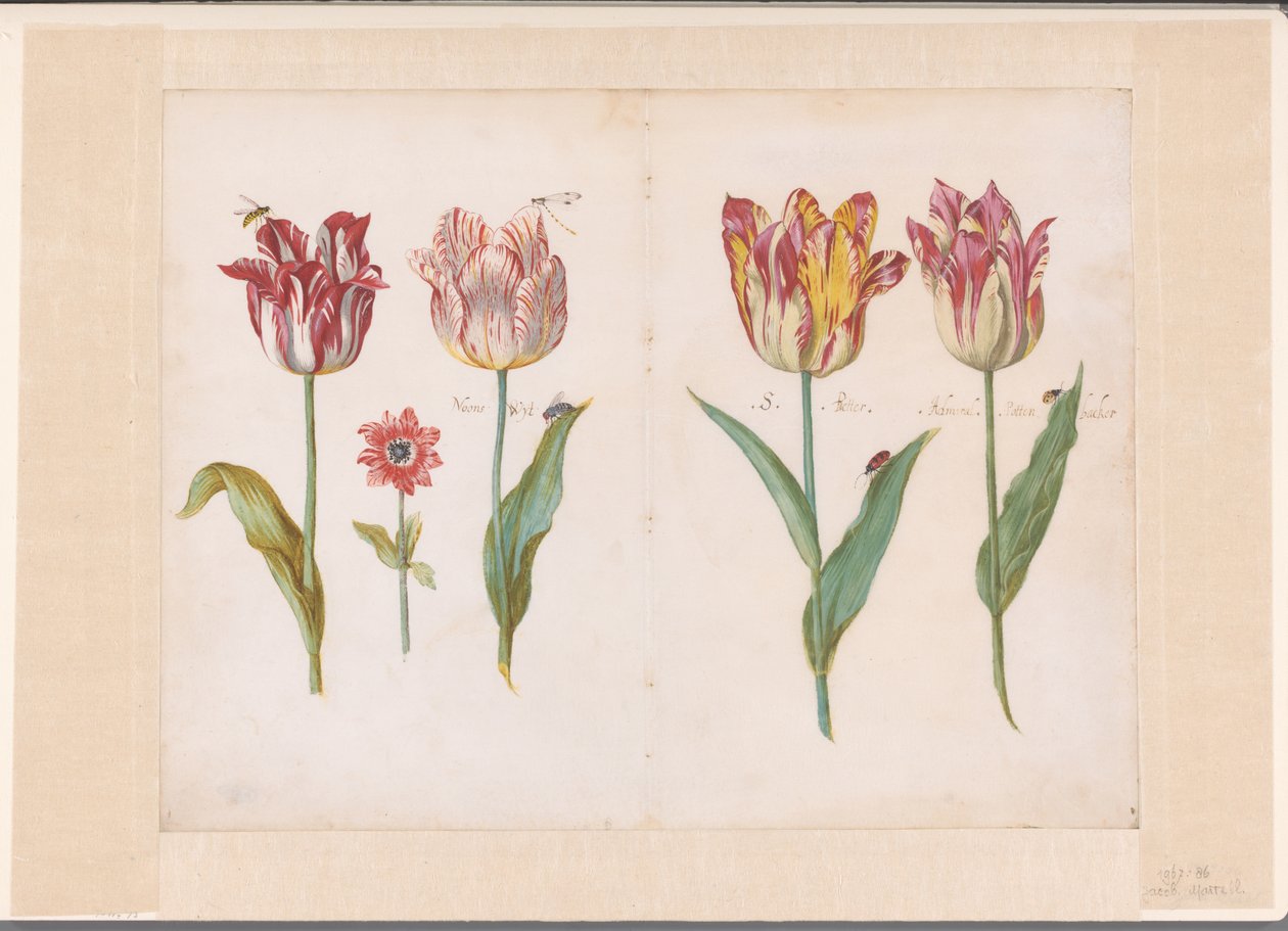 Ark fra en Tulipanbok Fire tulipaner med insekter og en mindre blomst Ensemble av foldede blader og med tulipaner på begge sider (serietittel) av Jacob Marrel