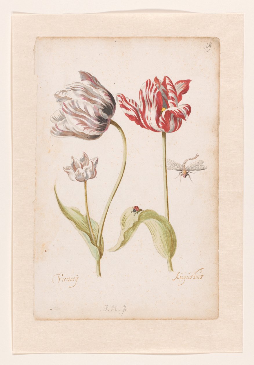 To tulipaner med insekter av Jacob Marrel