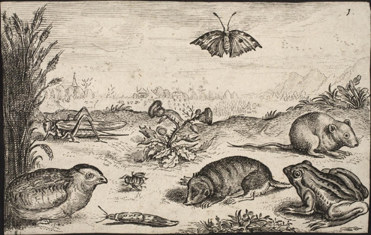 Små dyr og insekter: Gresshoppe, sommerfugl, åkermus, rapphøne, bie, snegl, føflekk og frosk. av Jacob Matham