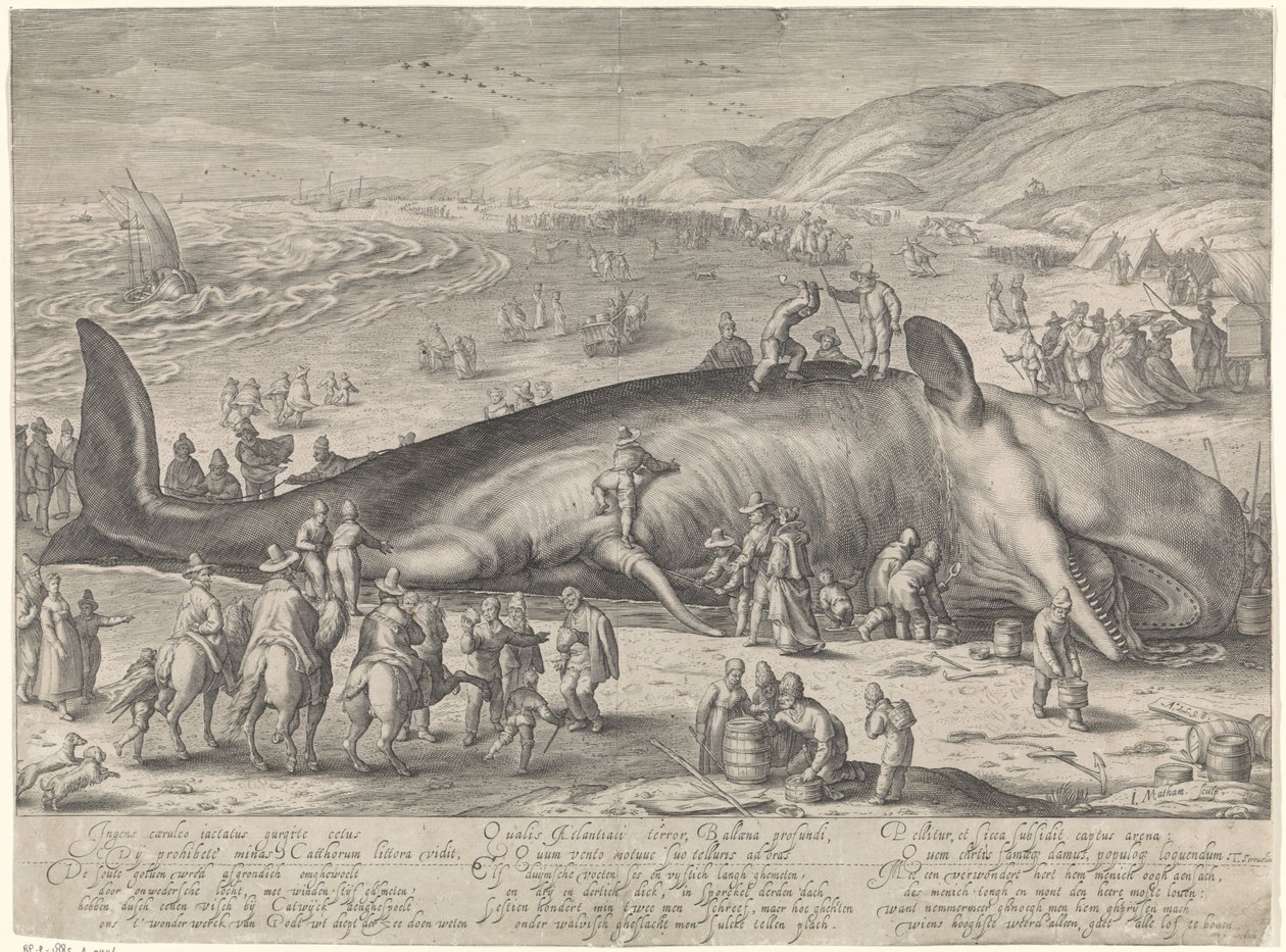 Hval strandet ved Berckhey, 1598 av Jacob Matham