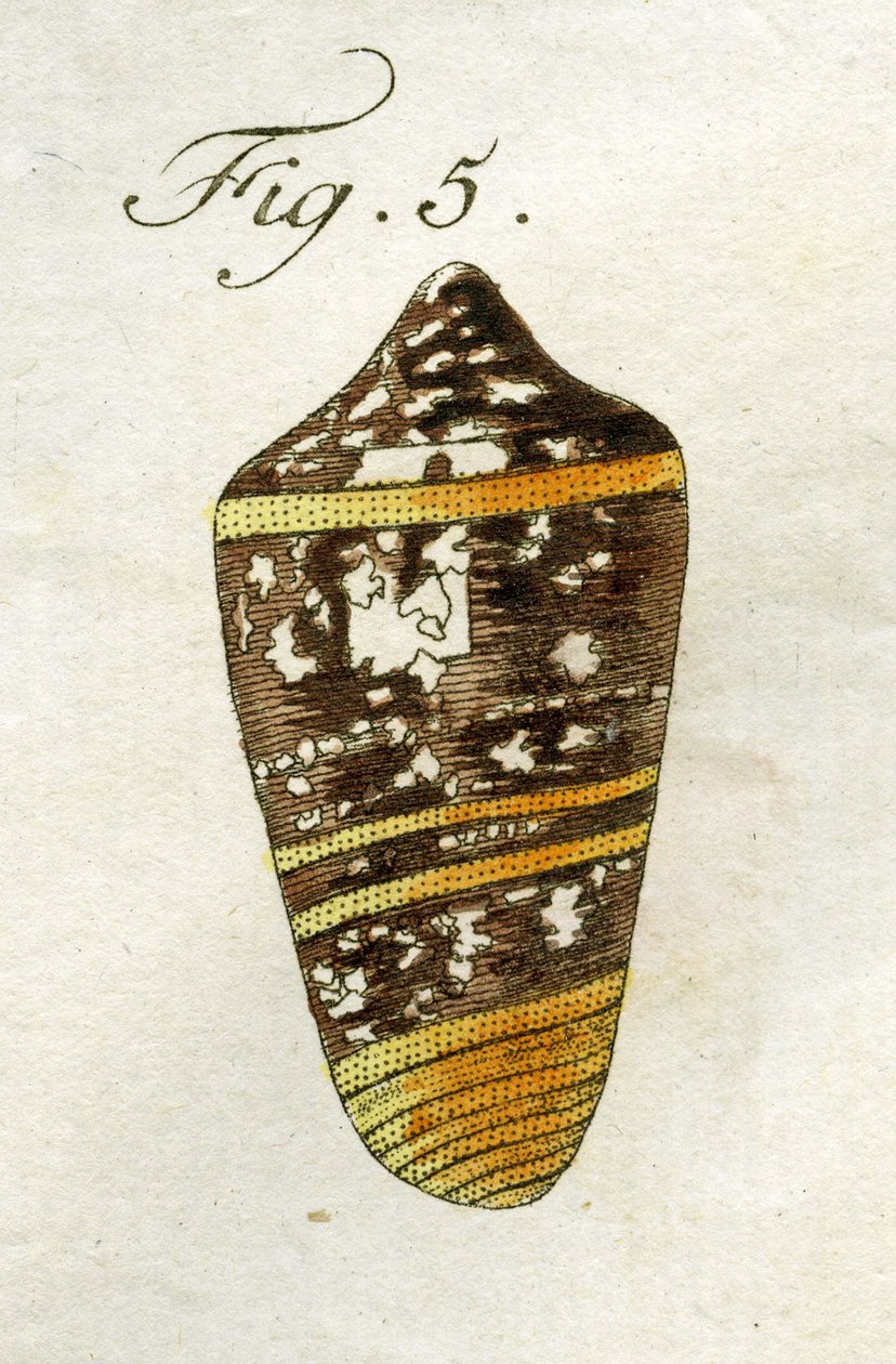Illustrasjon av Conus Ammiralis (underart Summus), 1790 (håndfarget gravering) av Jacob Xavier Schmuzer