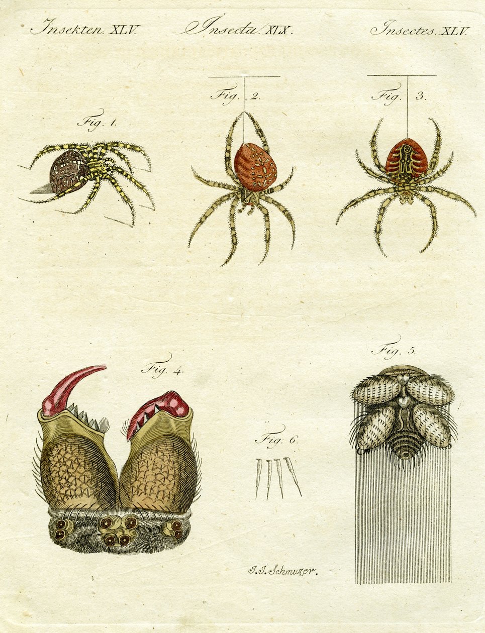 Illustrasjon av edderkopper, 1790 (håndfarget gravering) av Jacob Xavier Schmuzer