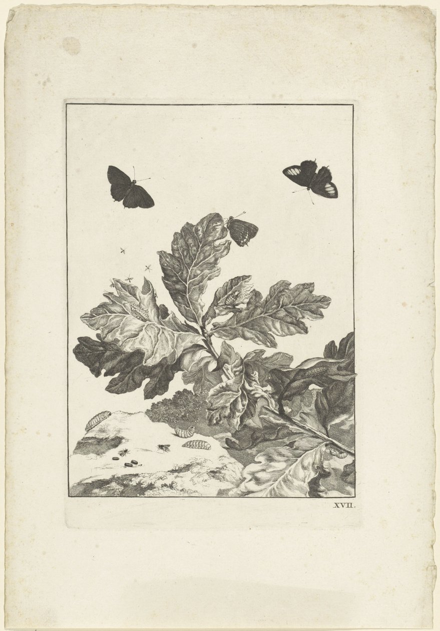 Flygende sommerfugler og andre insekter over en gren med blader av Jacob l