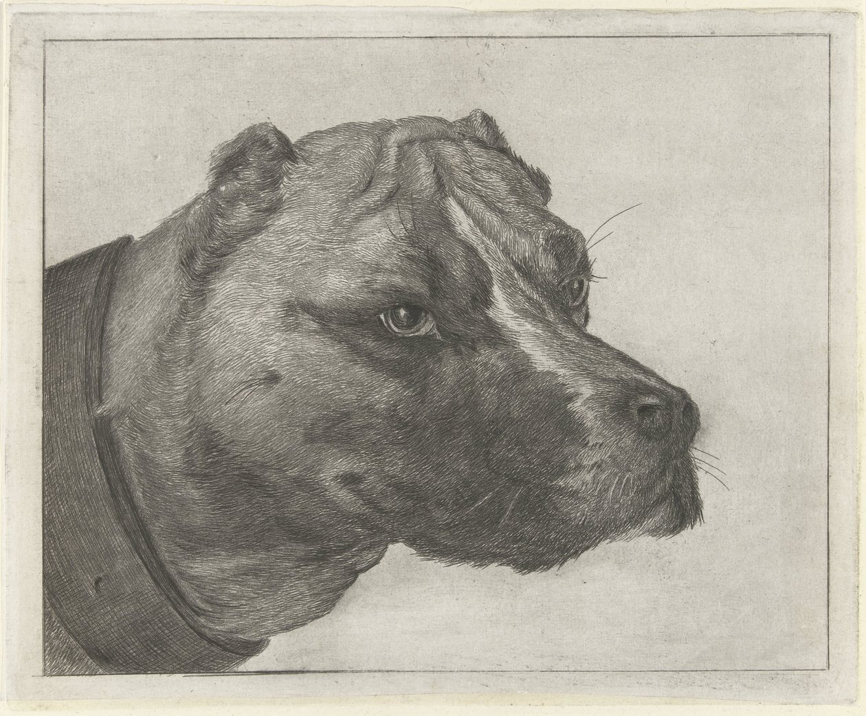 Hundehode med halsbånd av Jacobus Cornelis Gaal