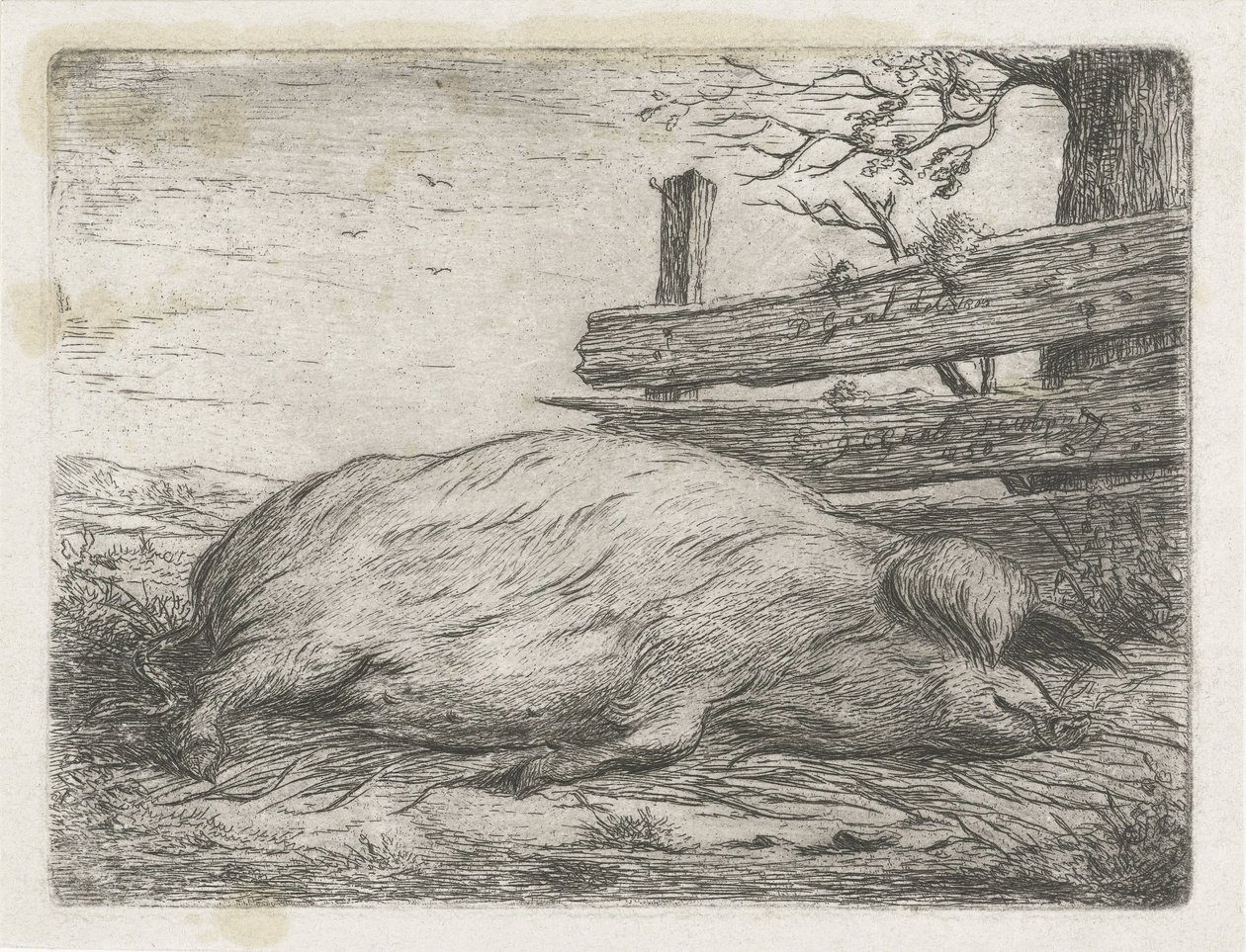 Liggende villsvin av Jacobus Cornelis Gaal