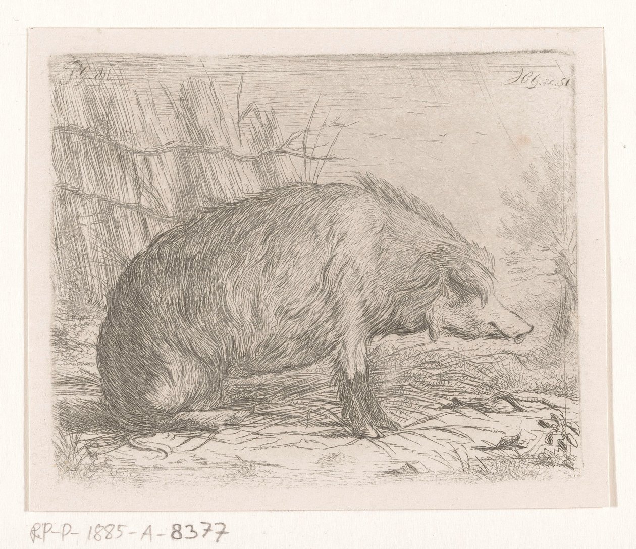 Sittende villsvin av Jacobus Cornelis Gaal