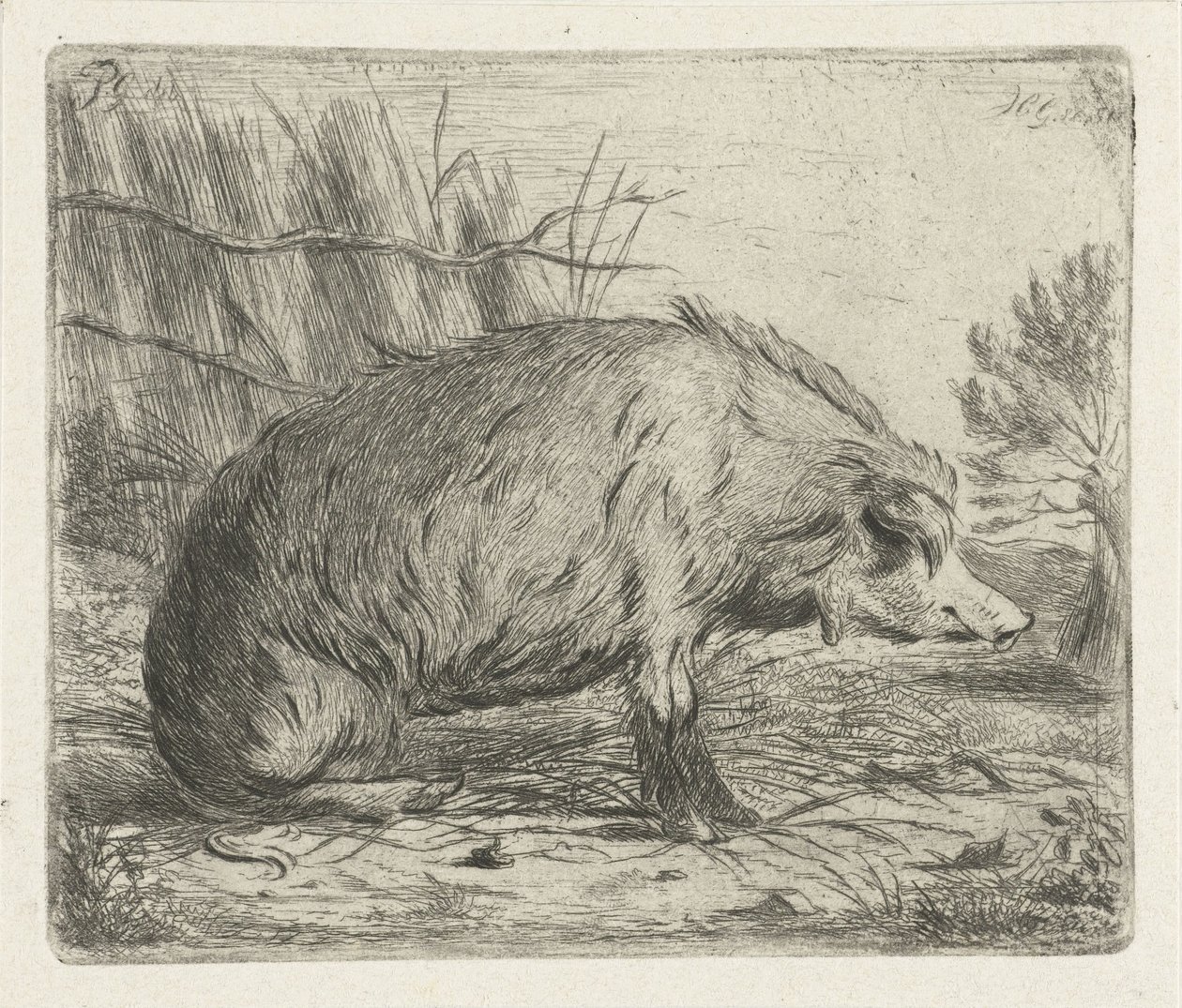 Sittende villsvin av Jacobus Cornelis Gaal