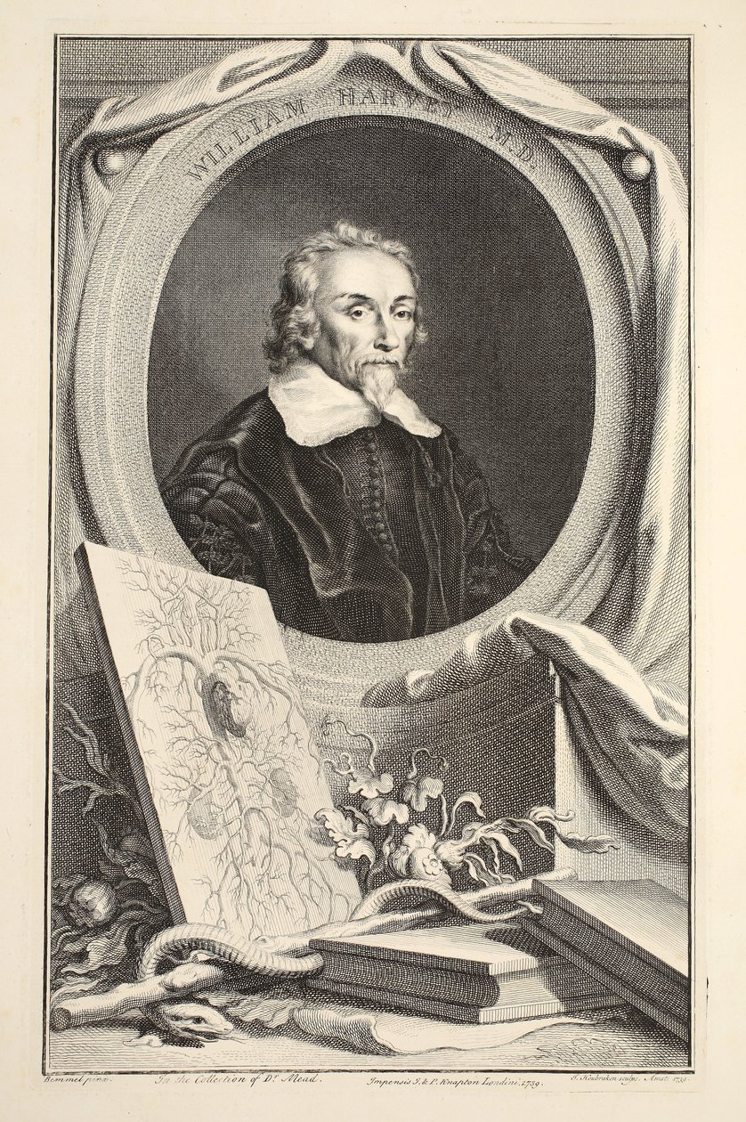 Portrett av William Harvey, illustrasjon fra "Heads of Illustrious Persons of Great Britain", pub. av Knapton, London 1742 av Jacobus Houbraken