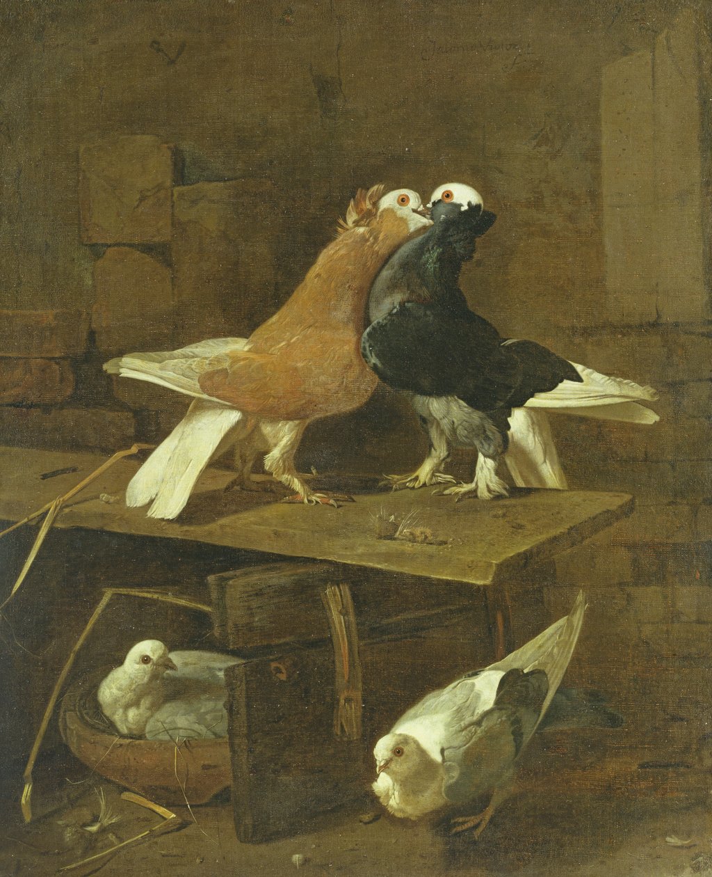 Duer av Jacomo Victors