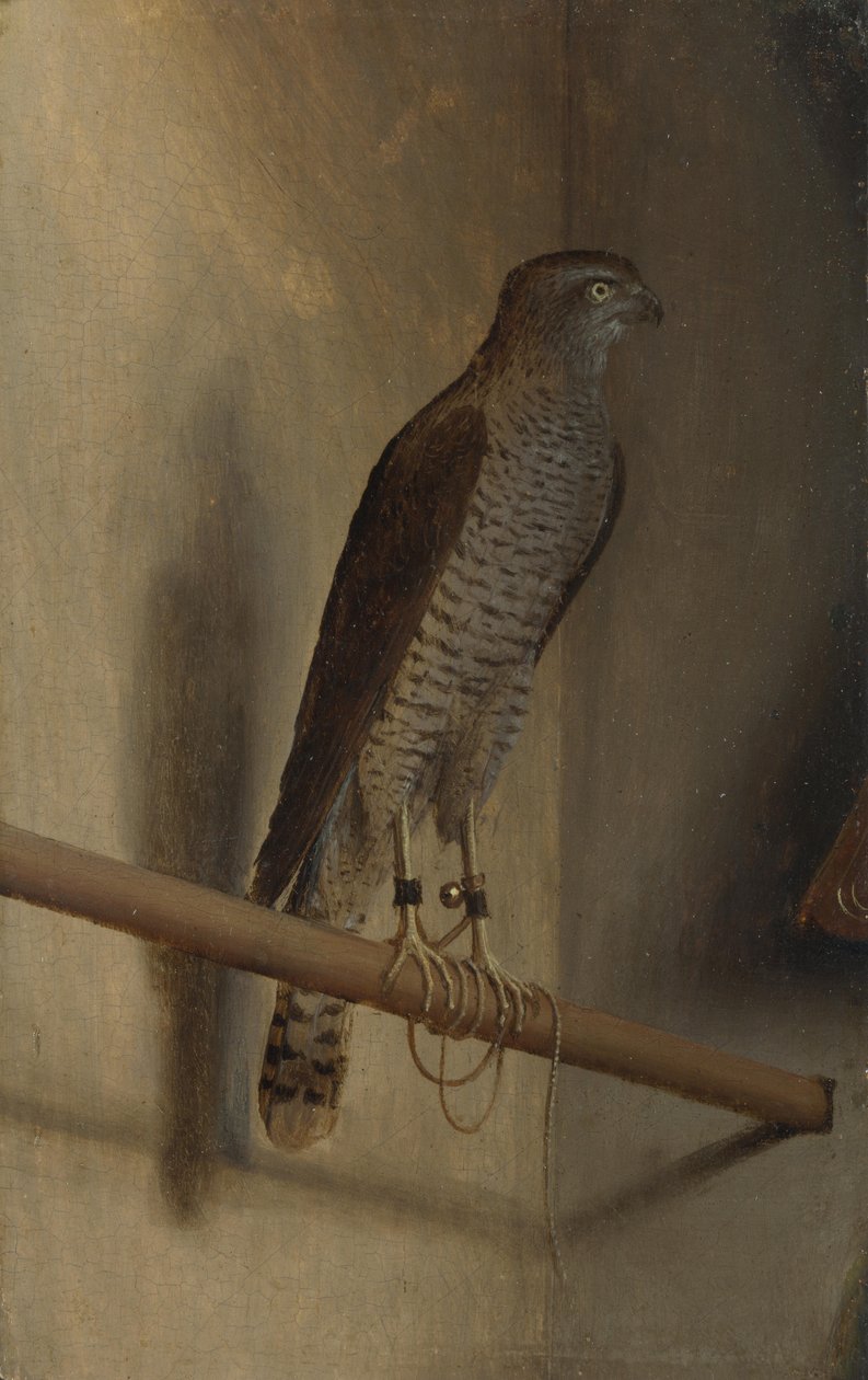 En spurvehauk av Jacopo de Barbari