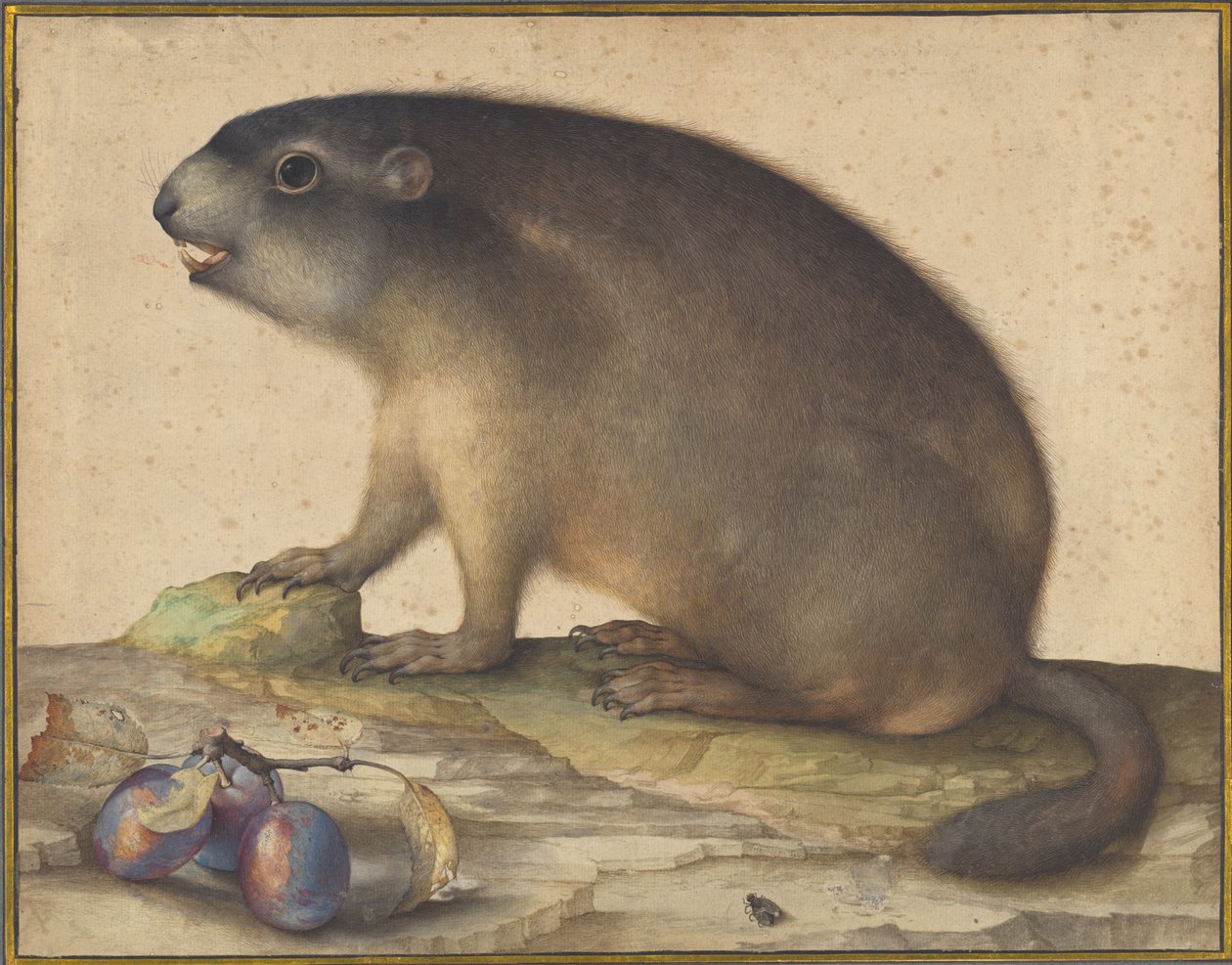 En murmeldyr med en gren av plommer av Jacopo Ligozzi