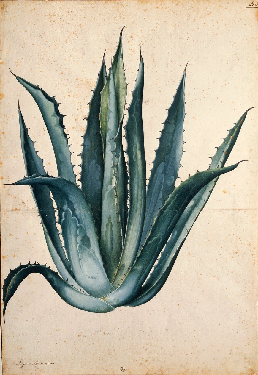 Century plante (Agave americana) av Jacopo Ligozzi av Jacopo Ligozzi