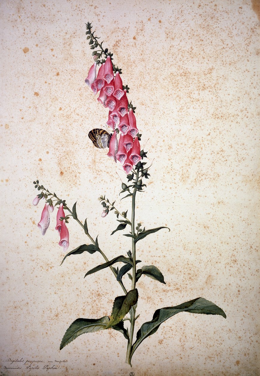 Herbarium: Digitalis purpurea med Papilio paphia av Jacopo Ligozzi